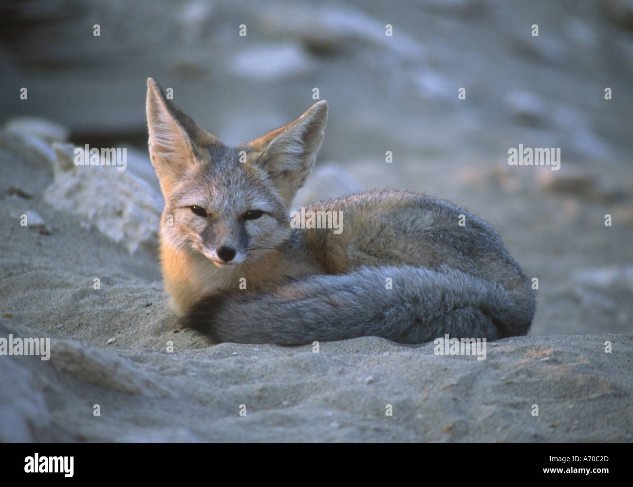 Long Eared Kit Fox Vulpes macrotis in Death Valley California USA Stock