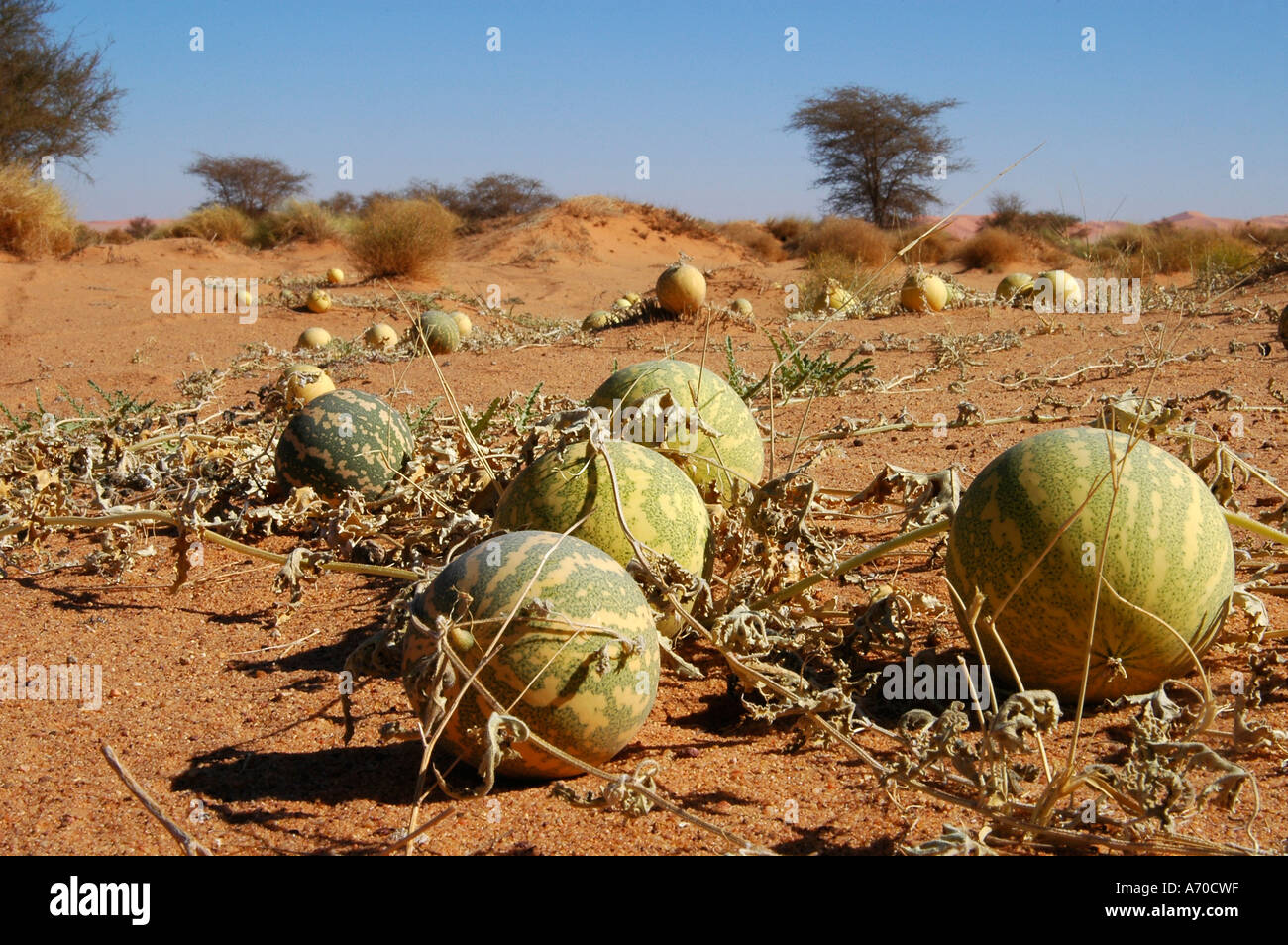 Colocynth Bitter apple Wild gourd Gall Citrullus colocynthis desert region North Africa Stock