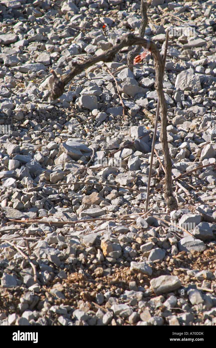 Domaine de Mas de Martin, St Bauzille de Montmel. Gres de Montpellier. Languedoc. Vines trained in Cordon royat pruning. Young vines. Terroir soil. In the vineyard. France. Europe. Soil with stones rocks. Calcareous limestone. Stock Photo