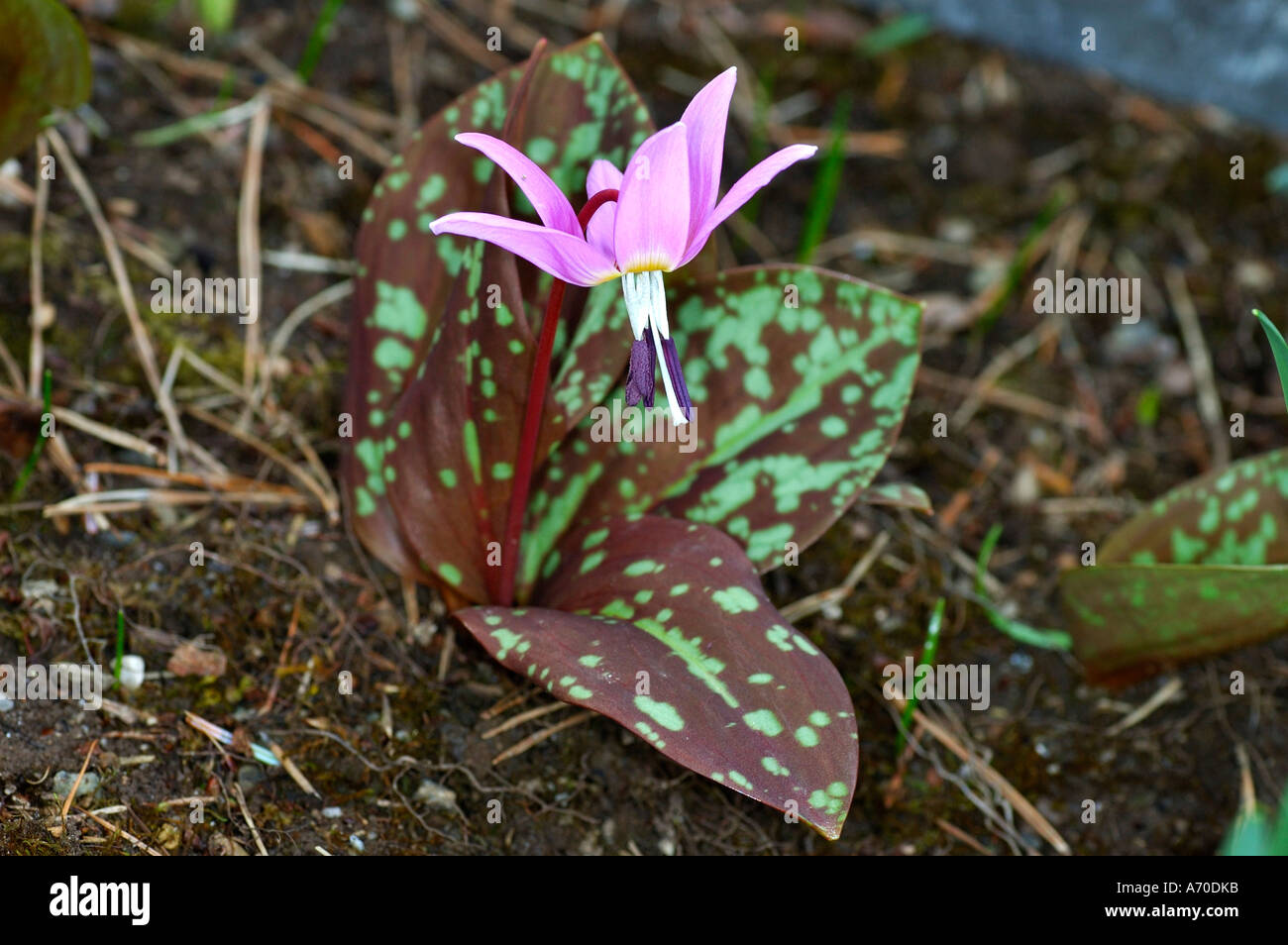 Dog's Tooth Violet Erythronium dens-canis Stock Photo