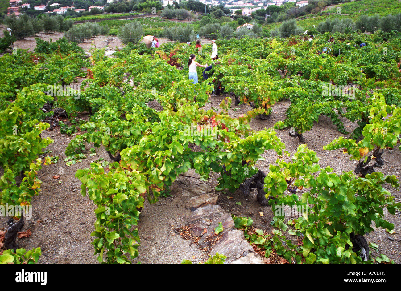Grenache vines. Cave cooperative Cellier des Dominicains, Collioure.  Collioure. Roussillon. Vines trained in Gobelet pruning. Vine leaves. France.  Europe. Vineyard Stock Photo - Alamy