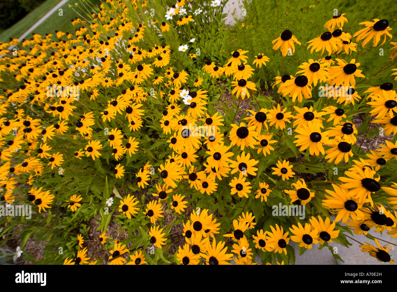 Black-eyed susans (Rudbeckia hirta), the most common of all American wildflowers,with a few daisies, North Carolina, USA. Stock Photo