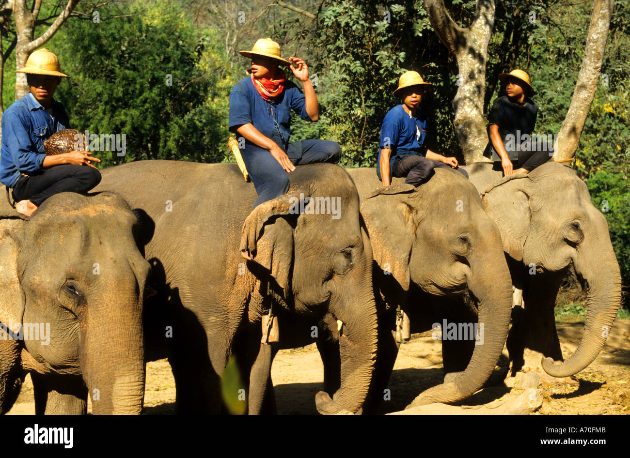Thailand Elephants trainings Camp Elephant Thai Stock Photo