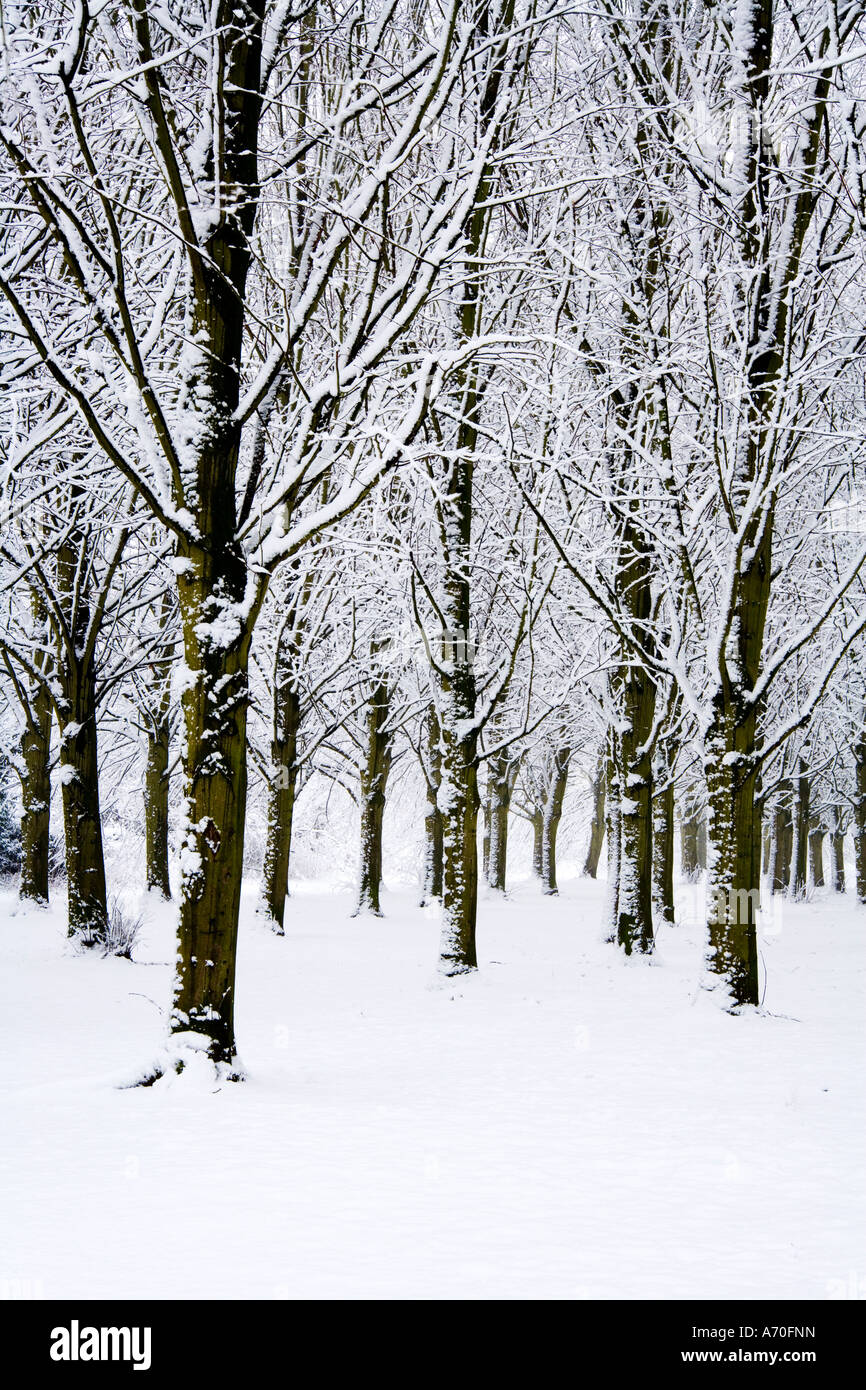 Snow covered trees taken at Coate Water Country Park Stock Photo