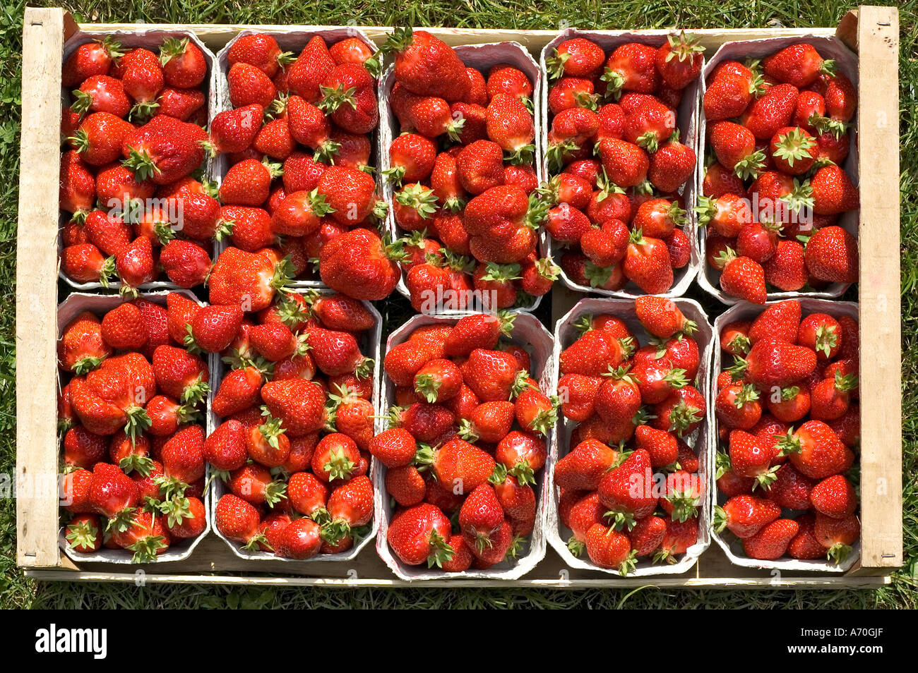 Freshly picked organicallygrown strawberries in baskets Stock Photo