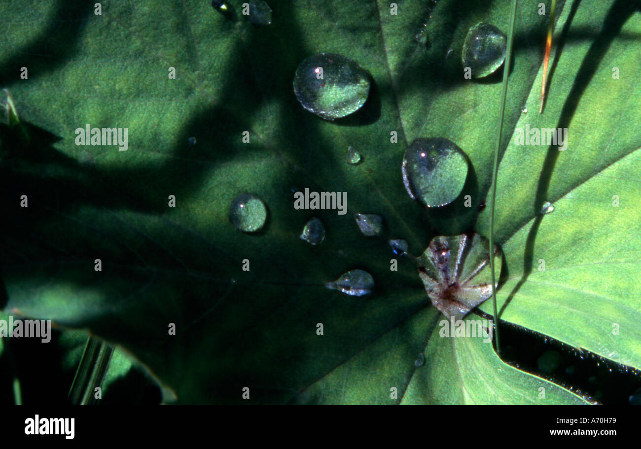 Large leaf with rain drops Stock Photo - Alamy