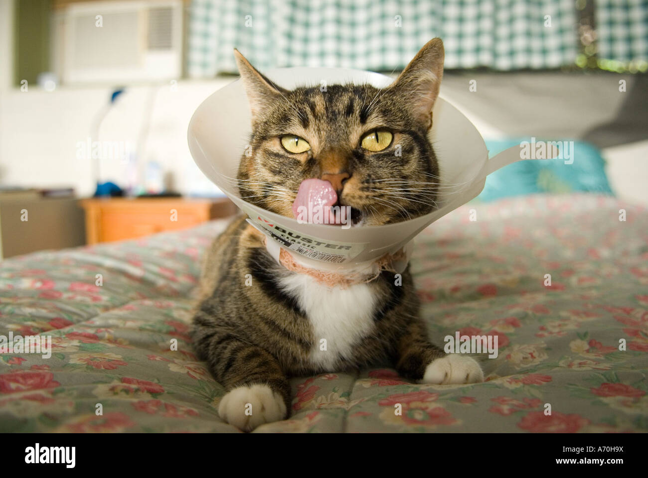 Cat top head funnel
