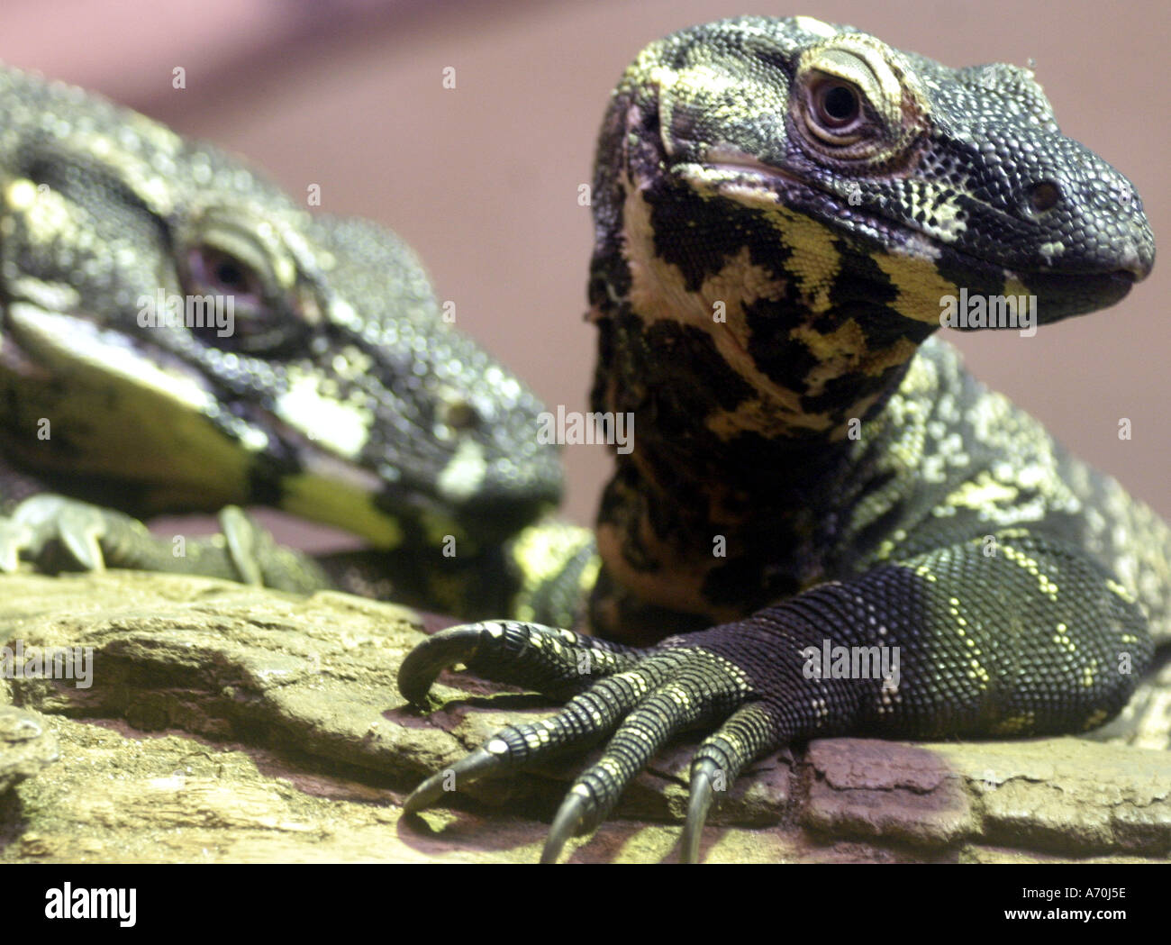 Monitor lizards Montreal zoo Stock Photo Alamy
