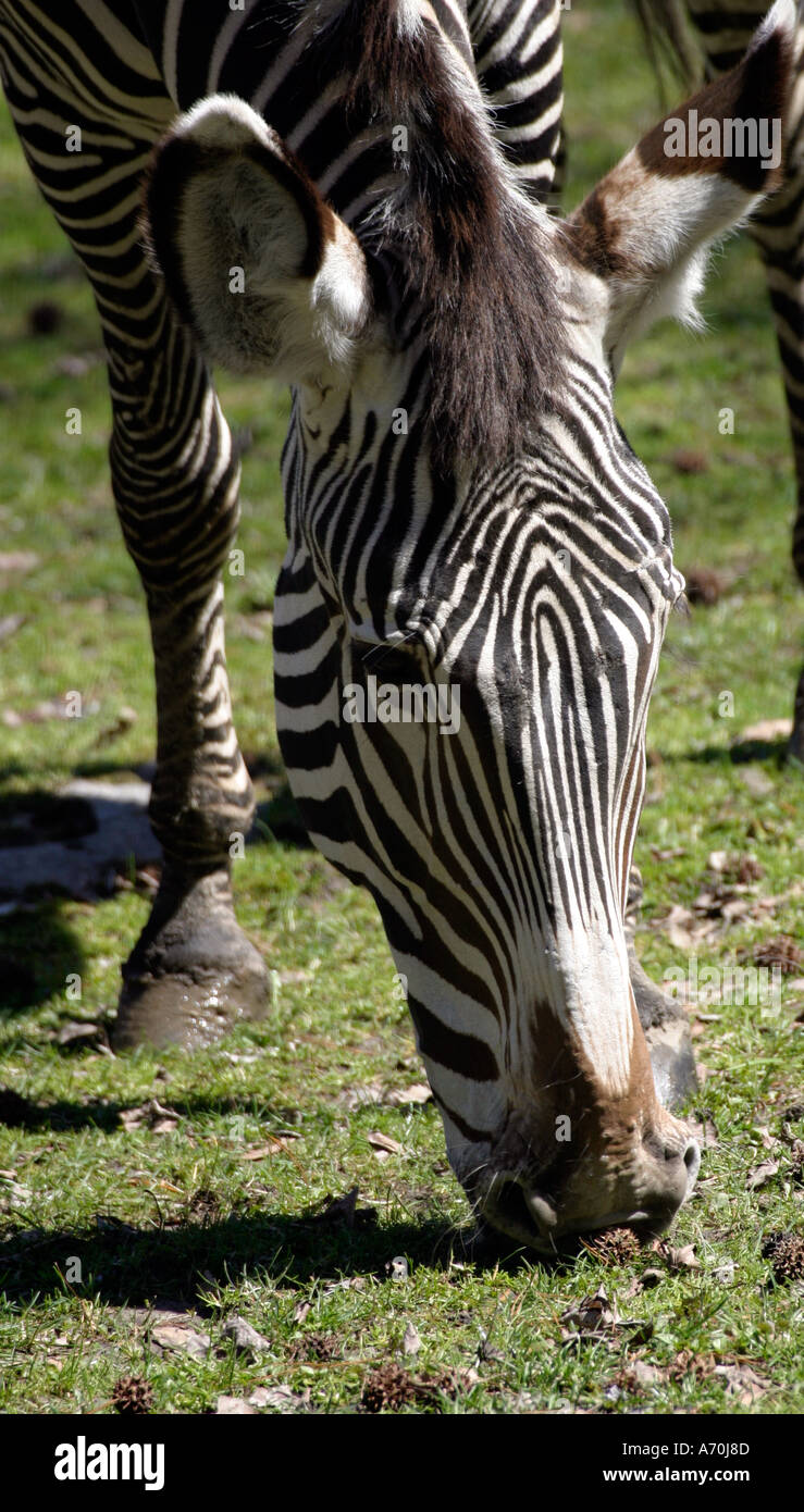 Zebra Bronx zoo Stock Photo - Alamy