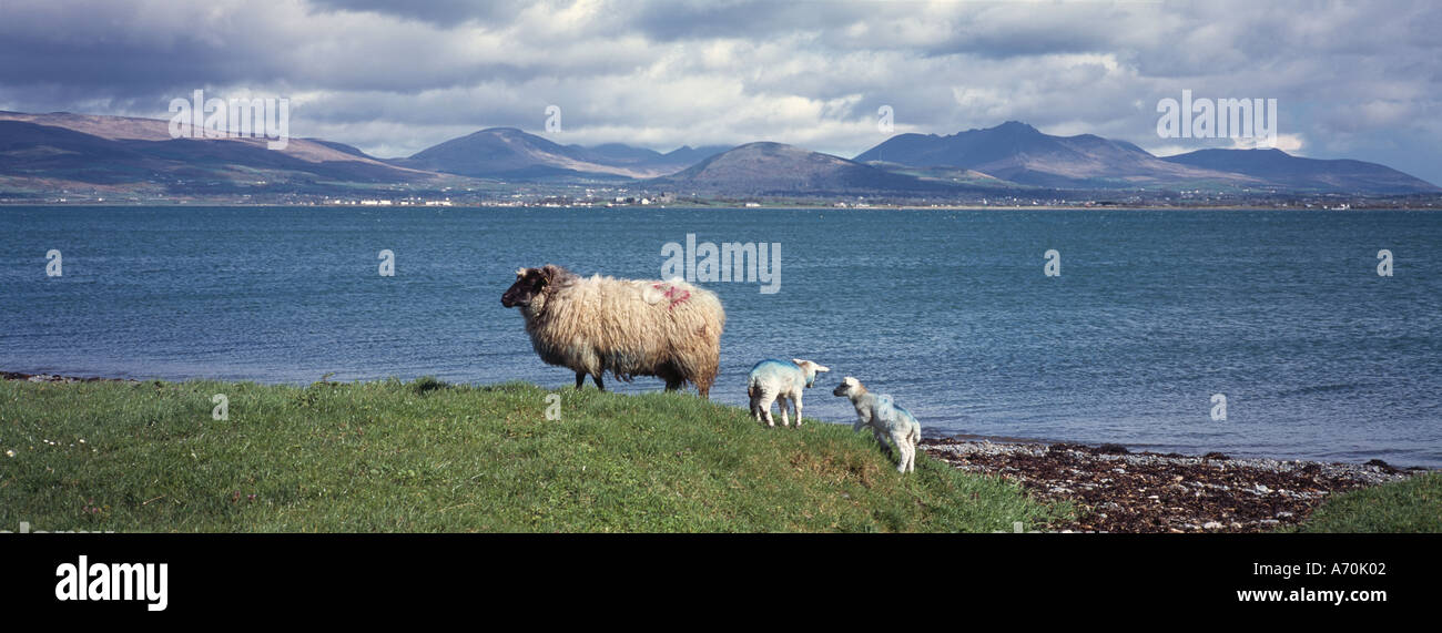 SHEEP WITH LAMBS ENTRANCE TO CARLINGFORD LOUGH MOURNE MOUNTAINS