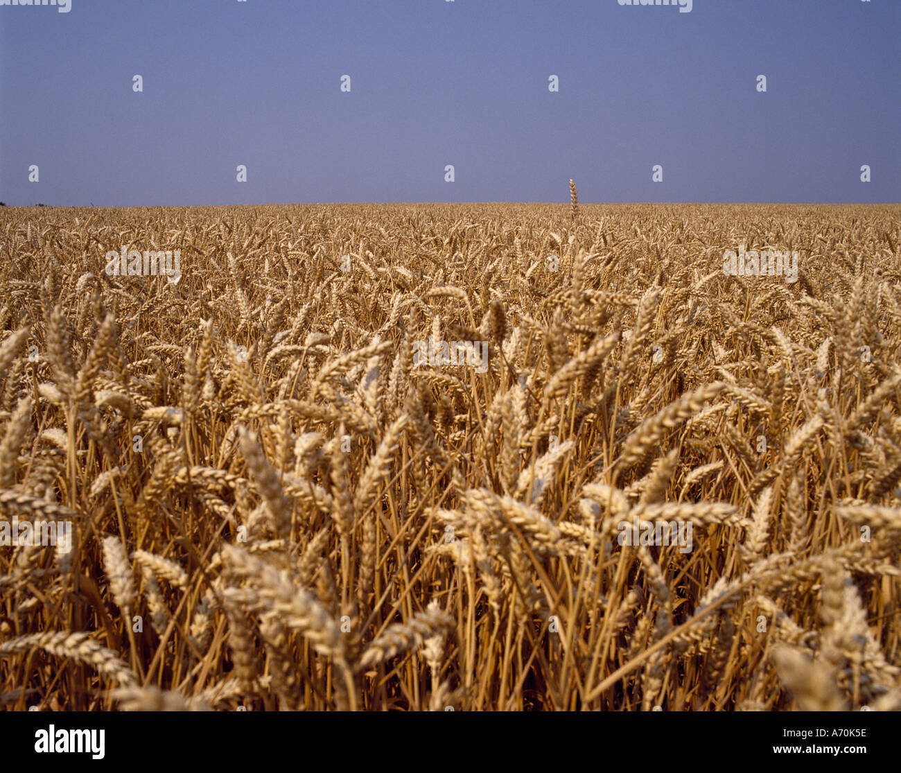 WHEAT FIELD READY FOR HARVEST UK Stock Photo Alamy