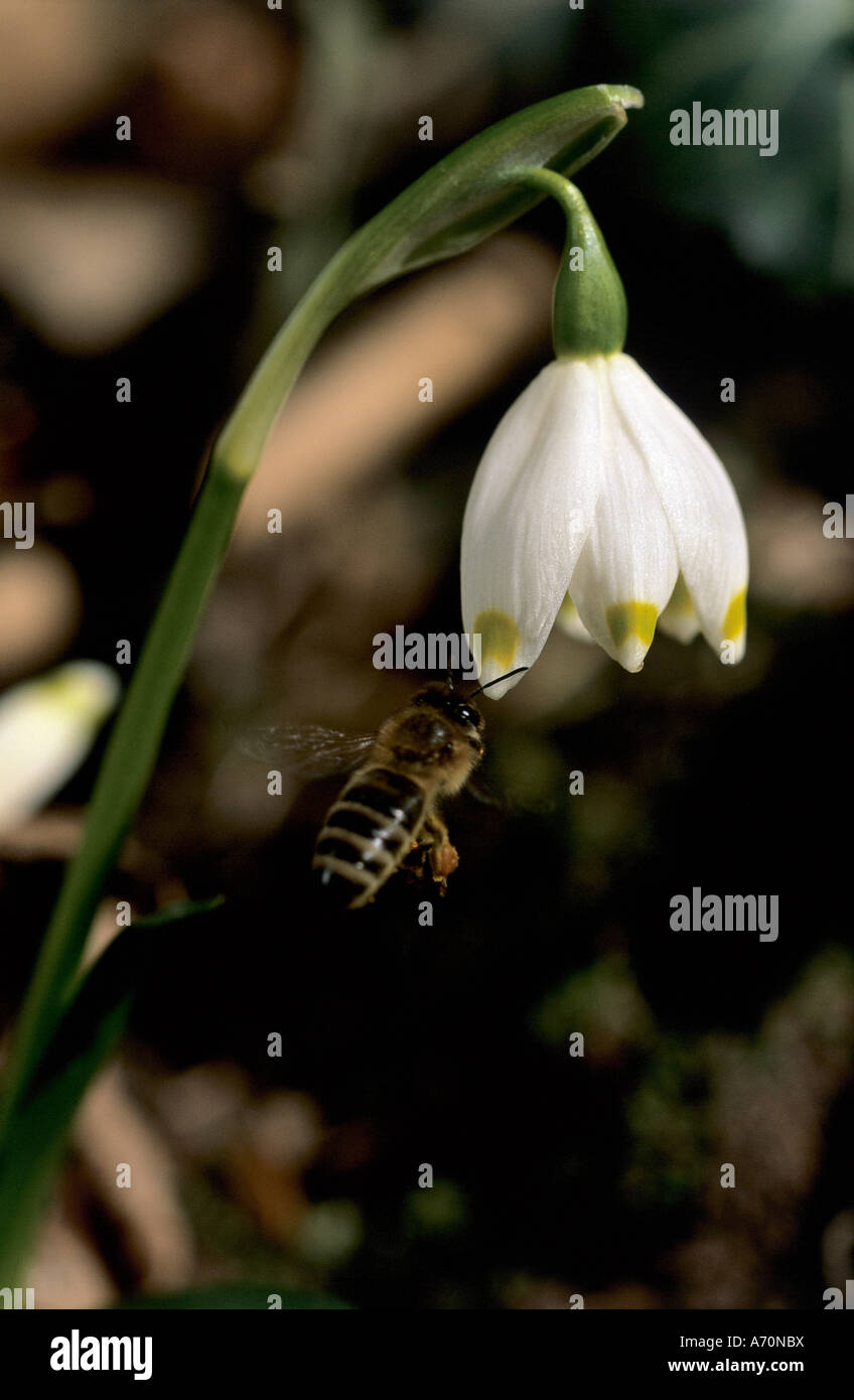 Märzenbecher im Frühling mit Biene Stock Photo