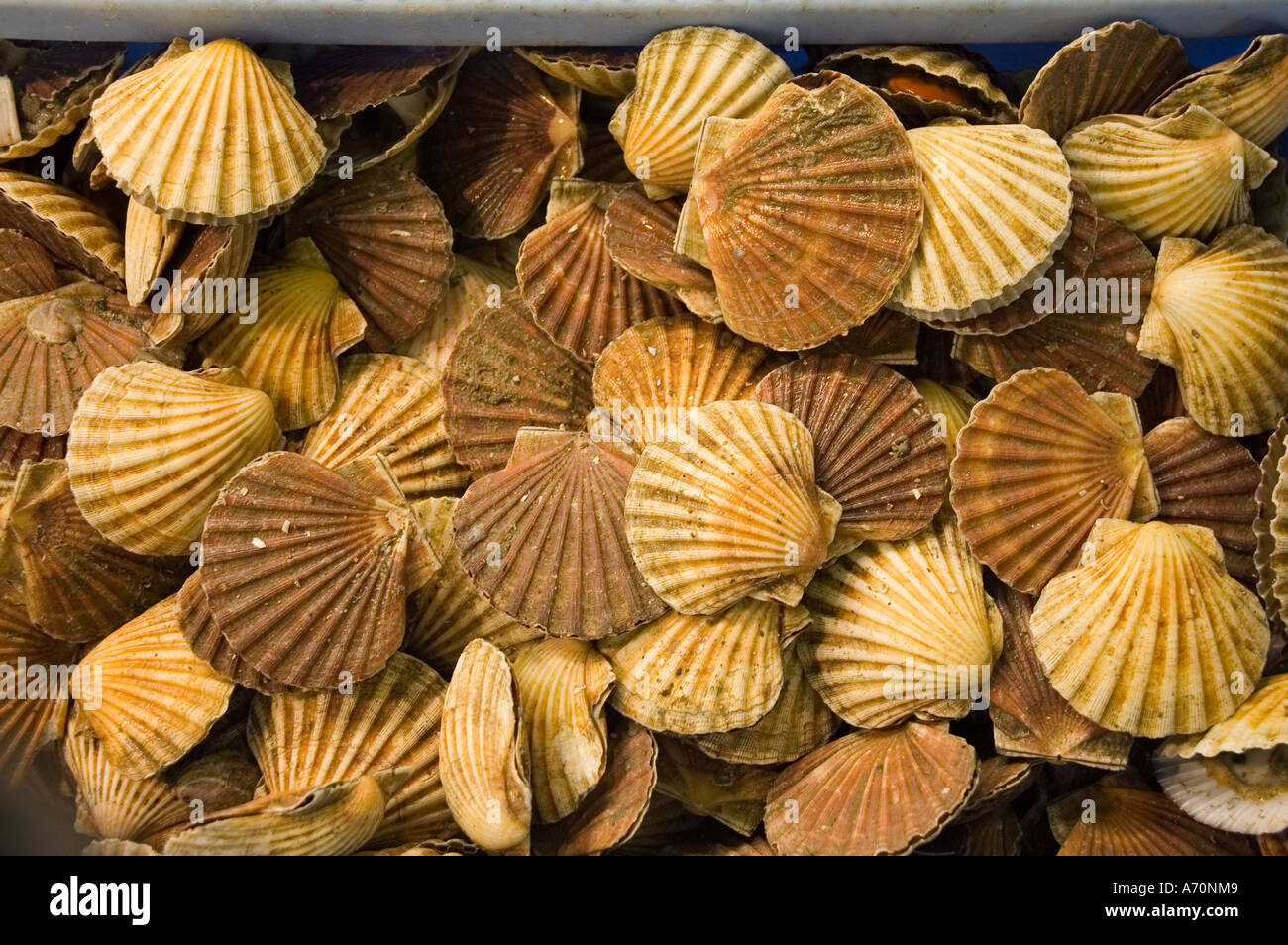 Coquilles st jacques hires stock photography and images Alamy