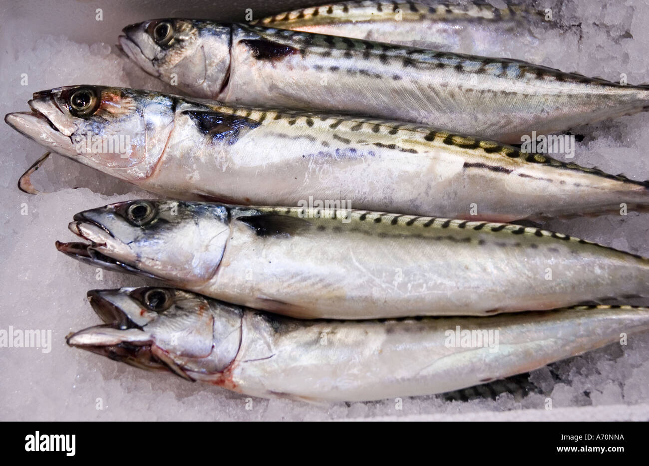 Mackerles Mackerels on display at market Stock Photo - Alamy