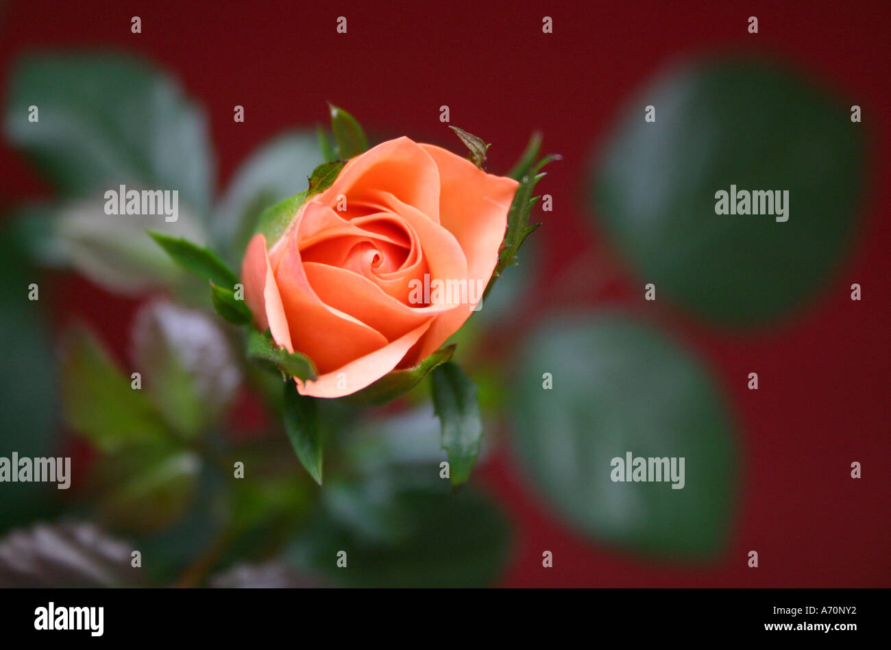 Rose Special High Resolution Stock Photography and Images - Alamy