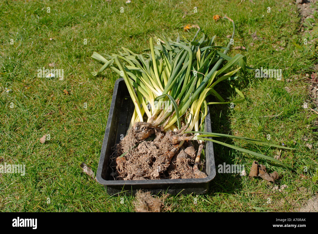 A seed tray full of Daffodil bulbs(Narcissus) pulled up after flowering