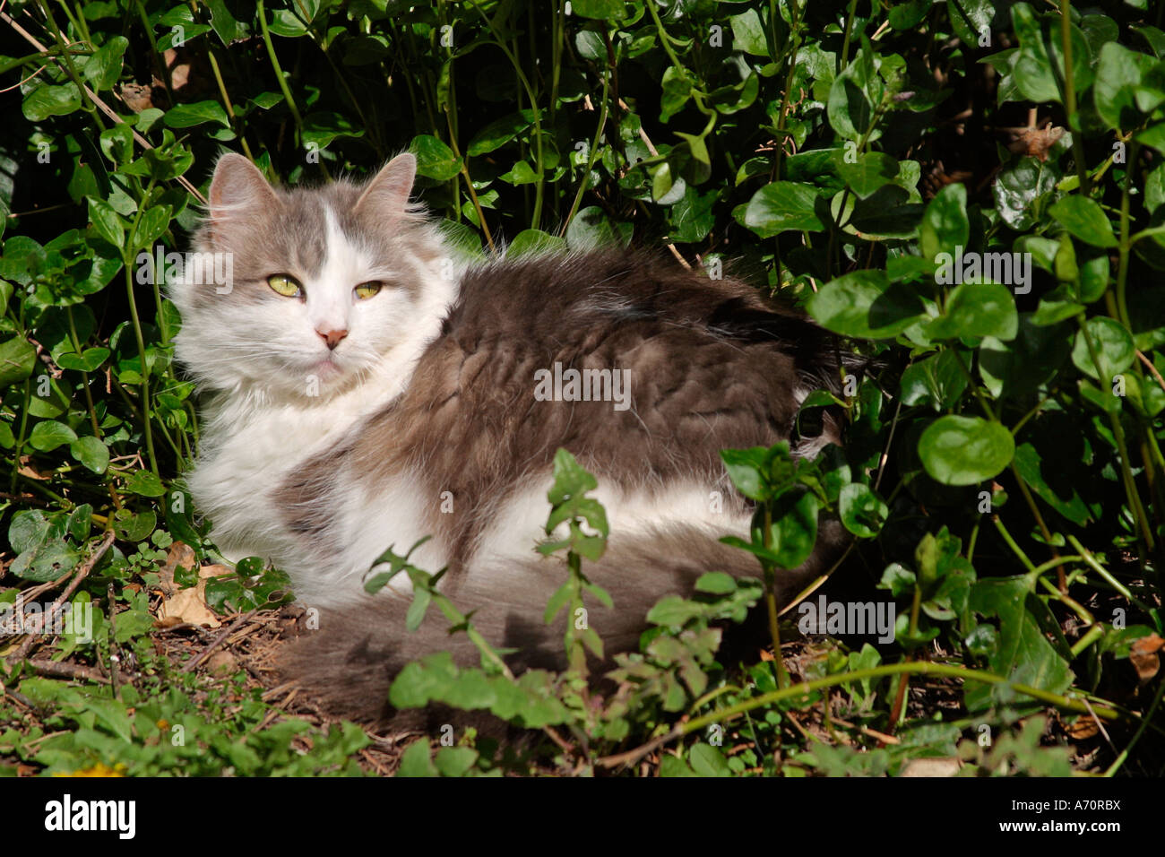 Adult feamle fluffy grey and white cat (Felis catus) enjoying the