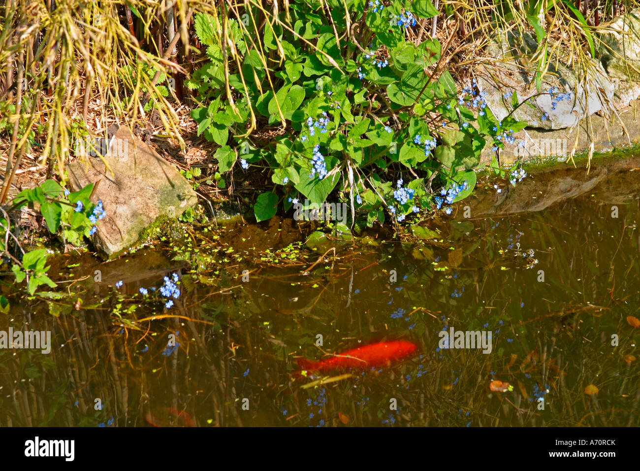 Goldfish (Carassius auratus) swimming in garden pond in Spring in Sussex, UK Stock Photo