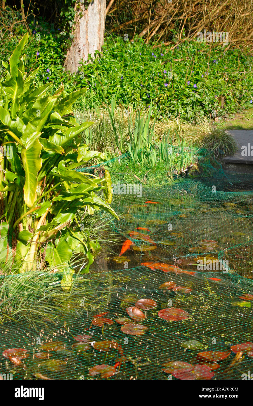 Netted Goldfish (Carassius auratus) pond in garden in Springtime in Sussex, England Stock Photo