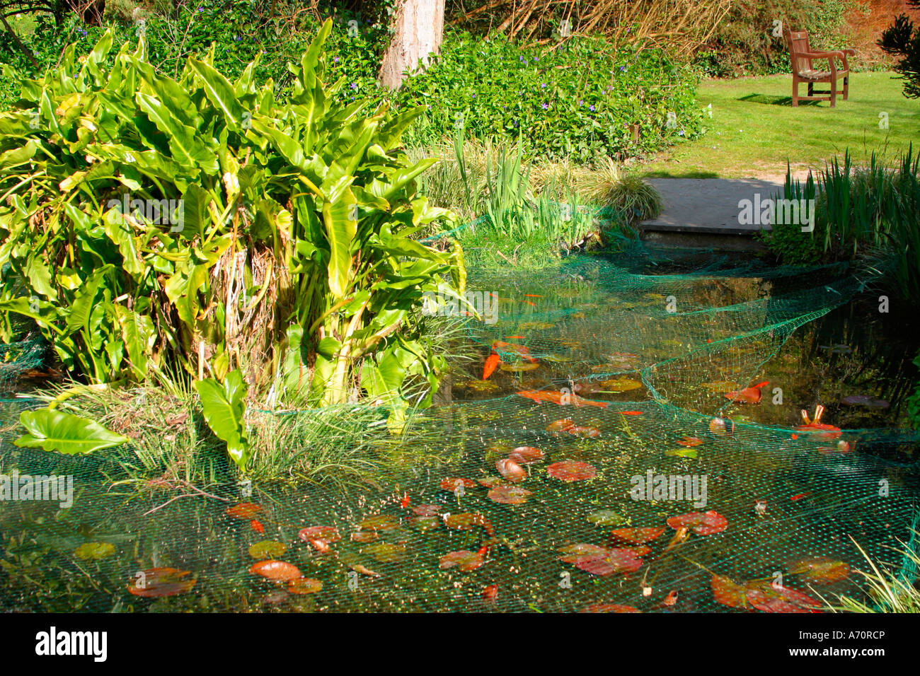 Netted Goldfish (Carassius auratus) pond in garden in Springtime in Sussex, England Stock Photo