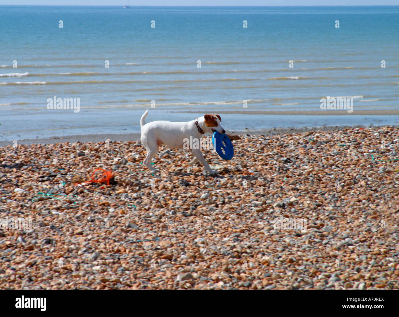 Jack Russell terrier with frisbee in his mouth on beach at Goring-by-Sea, West Sussex,England,UK Stock Photo