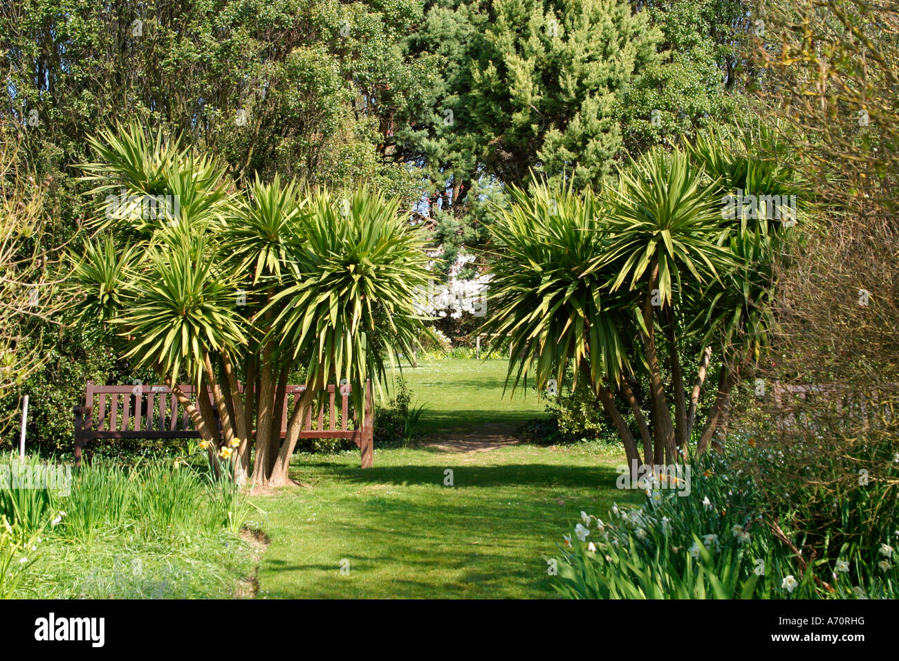 Pair of cordylines (Cordyline australis) framing grassy entrance to secret garden within Highdown Gardens, near Worthing, West Sussex, England, UK Stock Photo