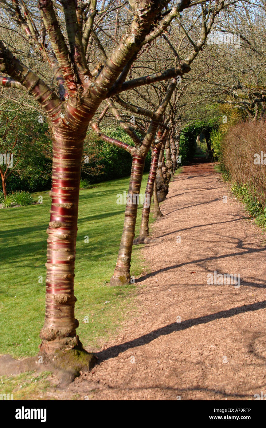Row of Prunus Serrula trees at Highdown Gardens, Worthing, Sussex, UK Stock Photo