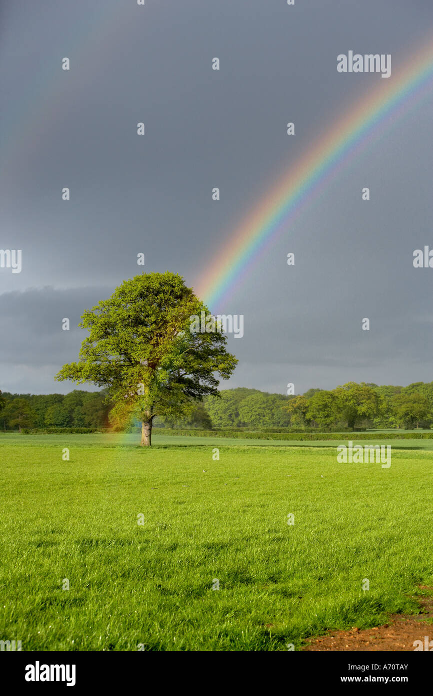 SINGLE OAK TREE IN SUNLIGHT WITH A STORMY SKY AND A RAINBOW Stock Photo ...