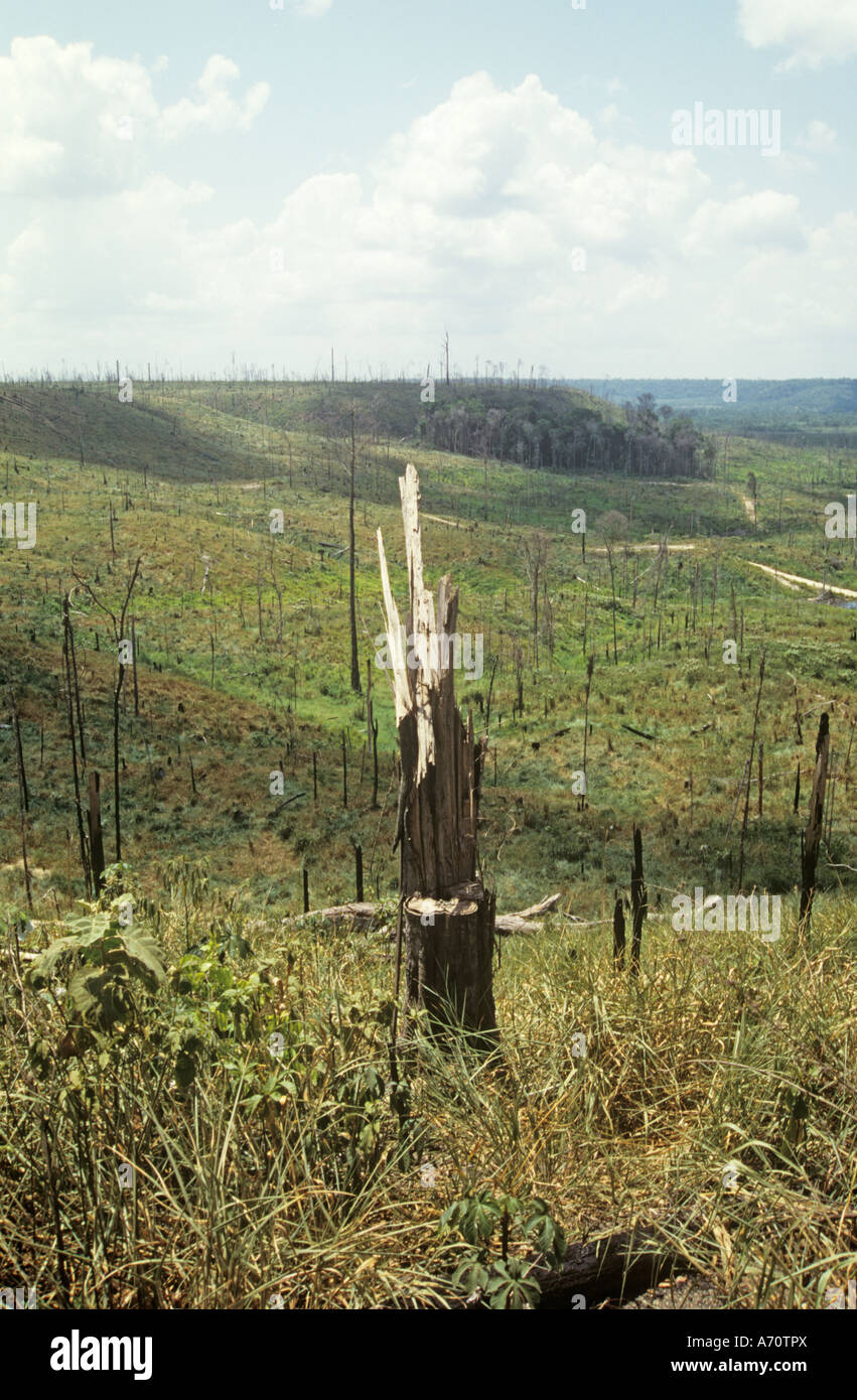 rainforest burnt for cattle ranching in  the  Brazilian Amazon, South America. Stock Photo