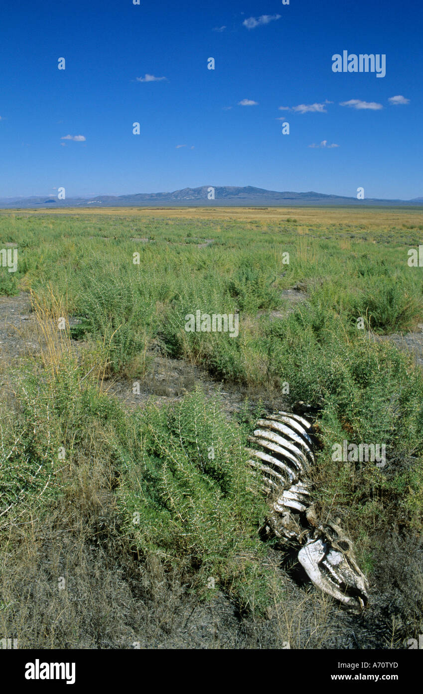 Sceleton of a dead cow at Rock Springs, historic California Trail, Nevada, USA Stock Photo