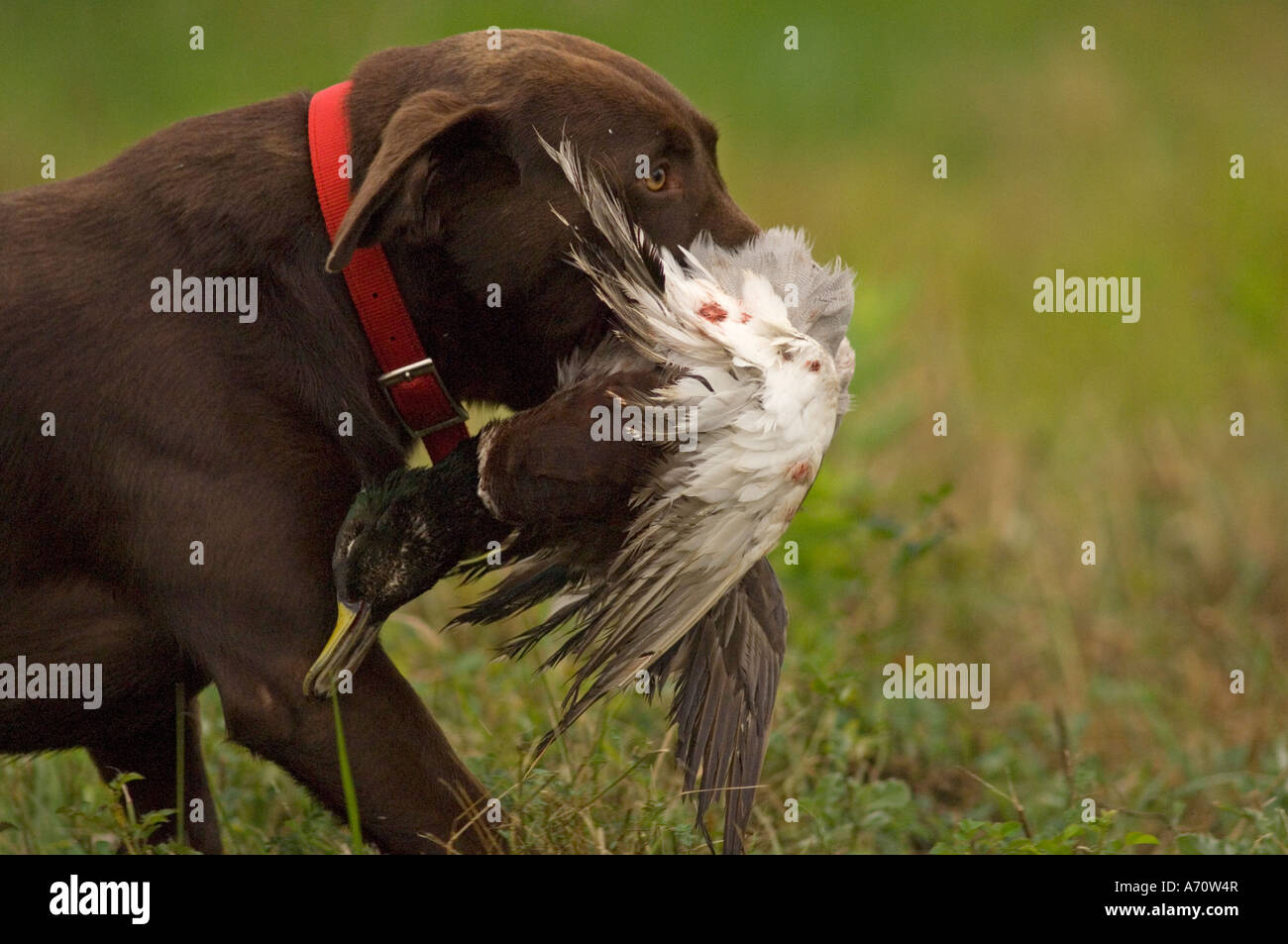 A labrador retriever carrying a duck during a hunt test Stock Photo