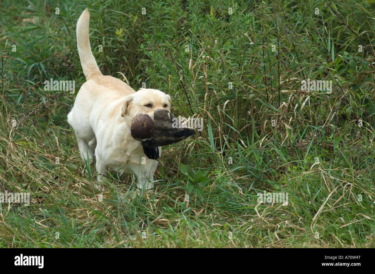 A yellow labrador retriever carrying a duck through grass cover at a hunt test Stock Photo