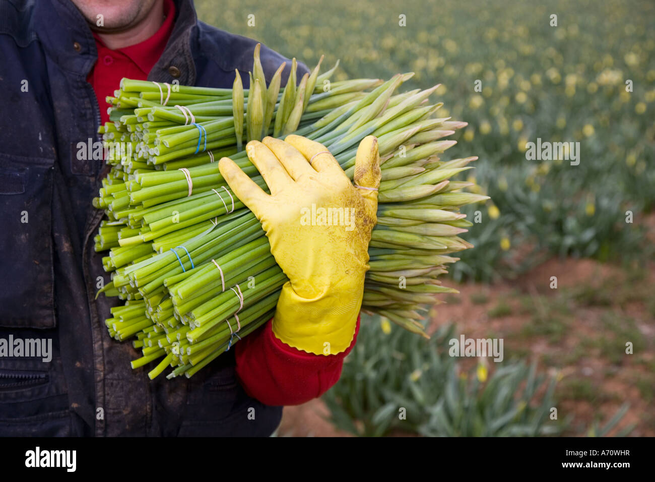 Commercial Daffodil picker, picking and harvesting daffodil blooms at
