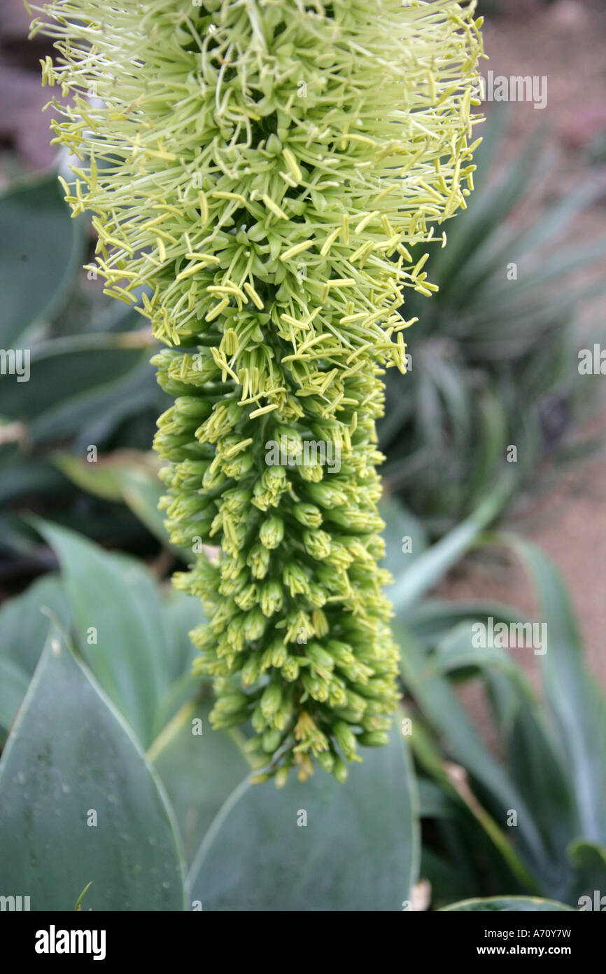 Lion's Tail aka Swan's Neck or Foxtail, Agave attenuata, Agavaceae, Mexico Stock Photo