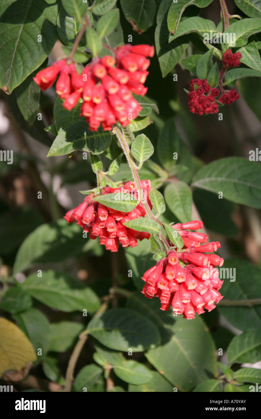 Red Cestrum or Early Jessamine, Cestrum fasciculatum, Solanaceae, Mexico and Central America Stock Photo