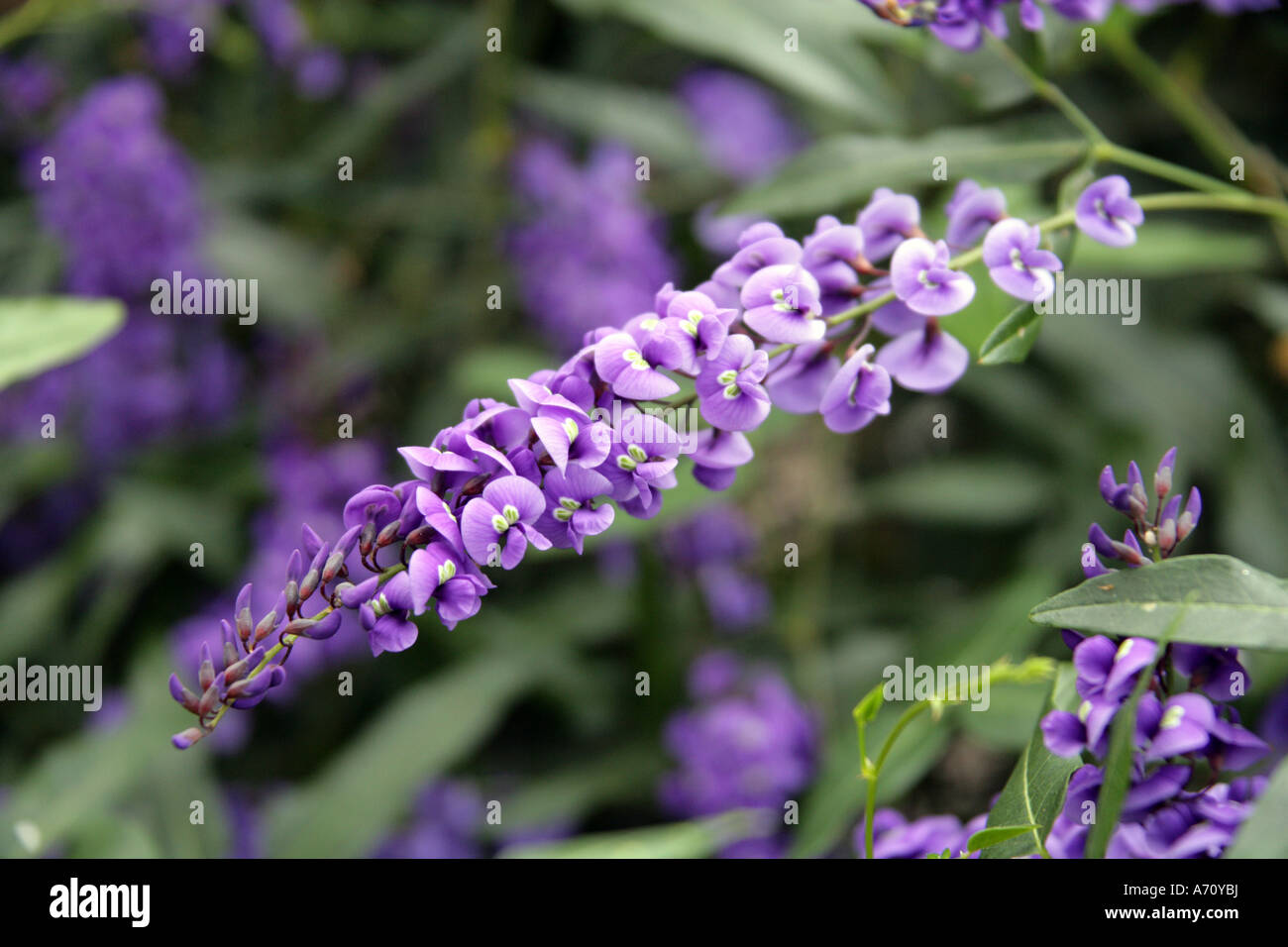 Tree Hovea, Hovea elliptica,  Fabaceae, Australia Stock Photo