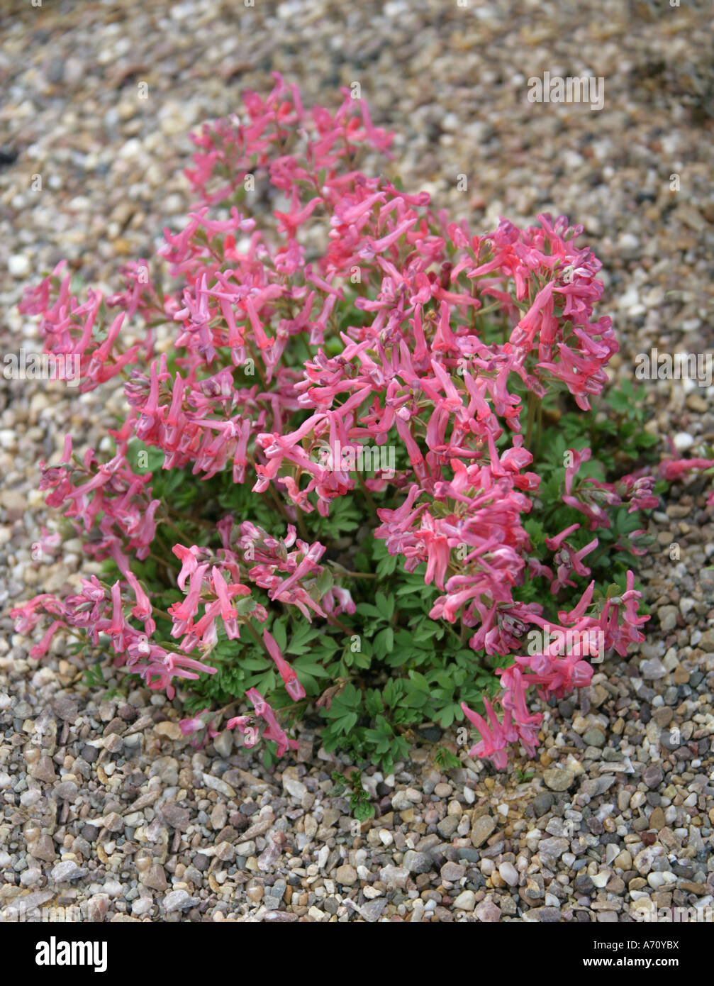 Bird in the Bush, Fumewort, Spring Fumewort, Corydalis solida, Fumariaceae. Stock Photo