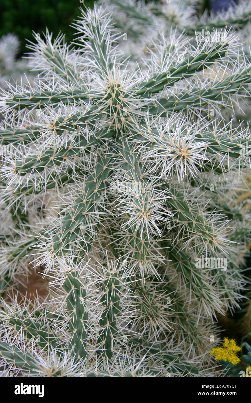 Abrojo, Clavellina, Coyonoxtle, Sheathed Cholla, Tencholote, Cylindropuntia tunicata, Cactaceae. North America. Stock Photo