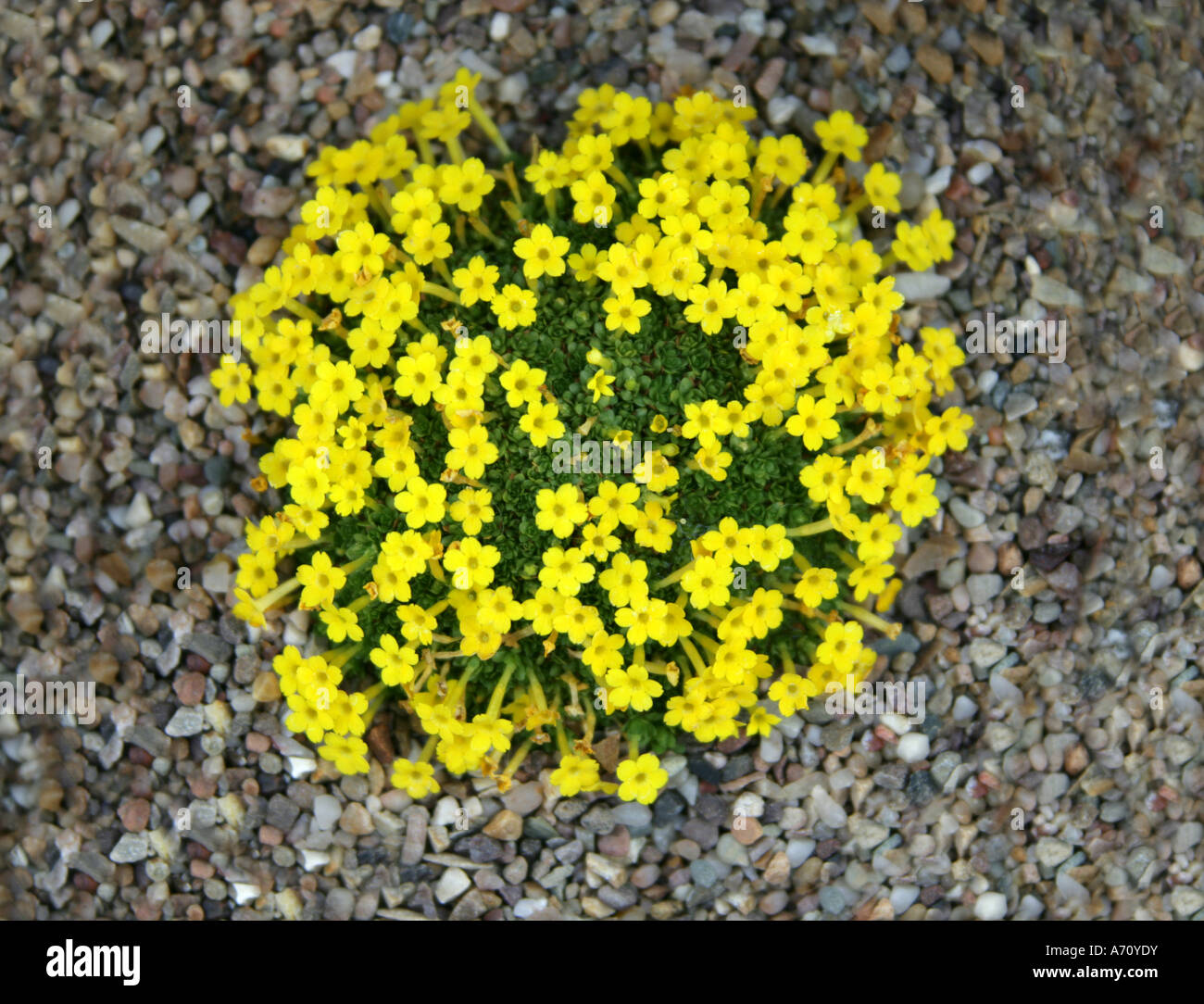 Dionysia tapetodes, Primulaceae, Central and West Asia, Pakistan Stock Photo