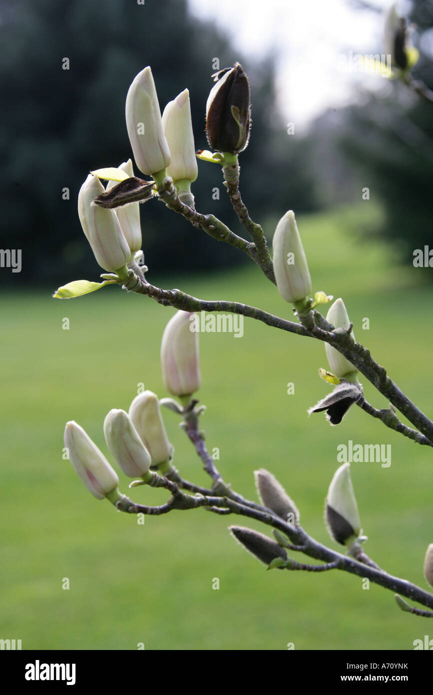 Magnolia Flower Buds Stock Photo - Alamy
