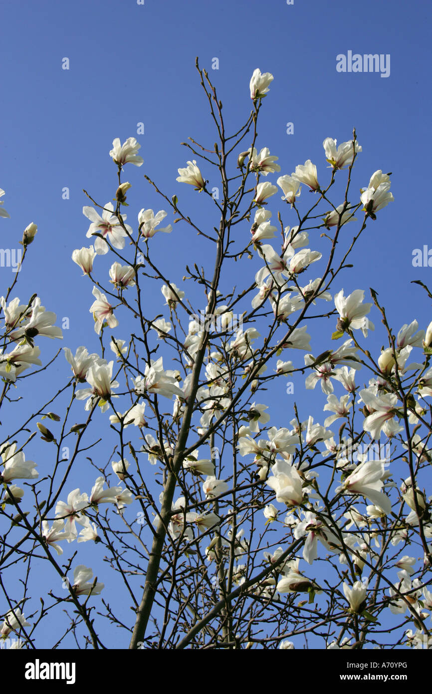 White Magnolia Tree in Flower Stock Photo Alamy