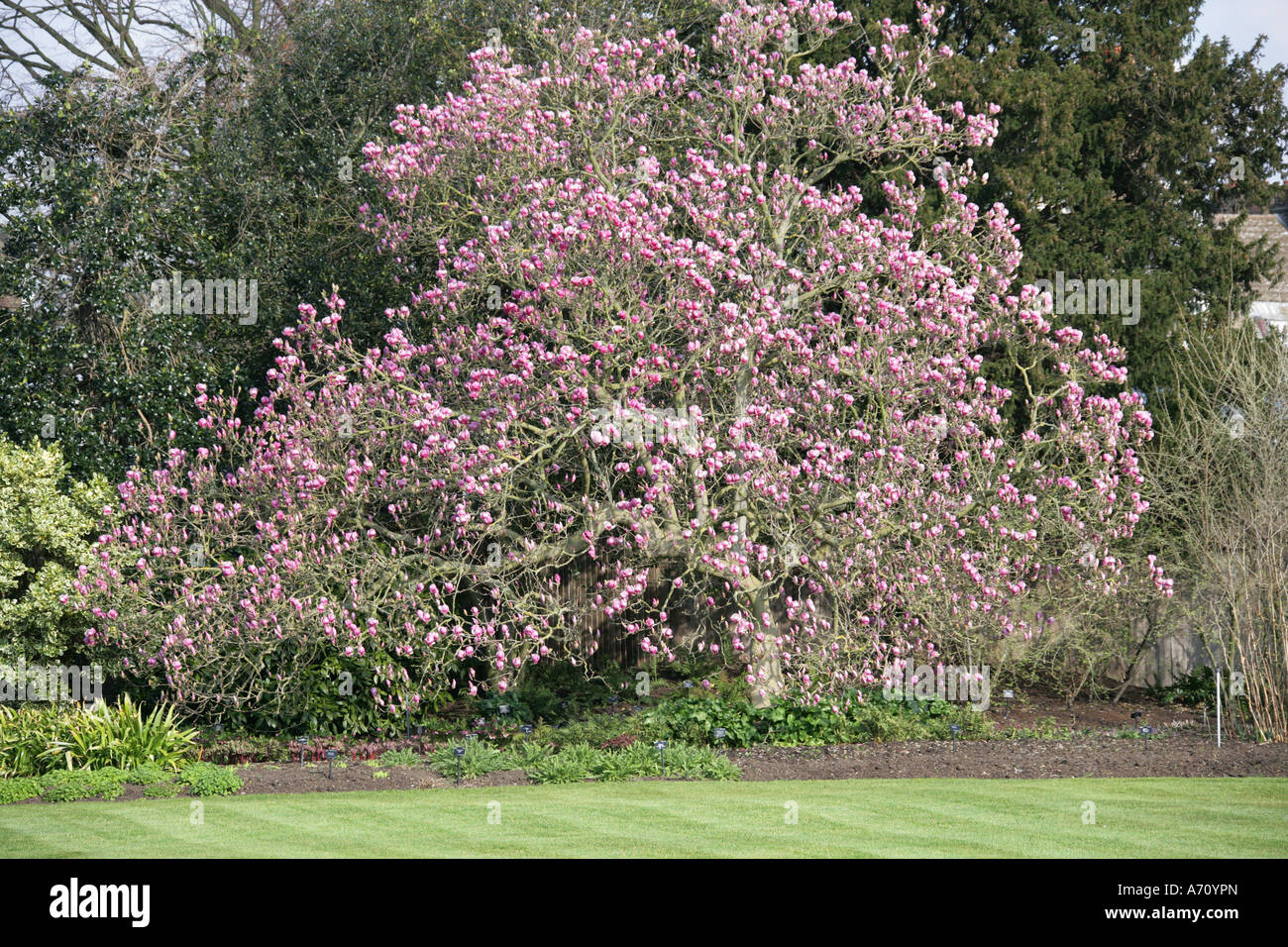Pink Magnolia Tree in Flower Stock Photo - Alamy