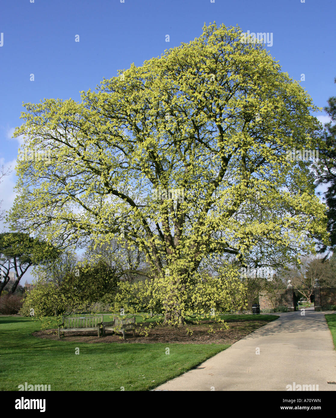 Italian Maple Tree in Flower, Acer obtusatum, Sapindaceae (Aceraceae
