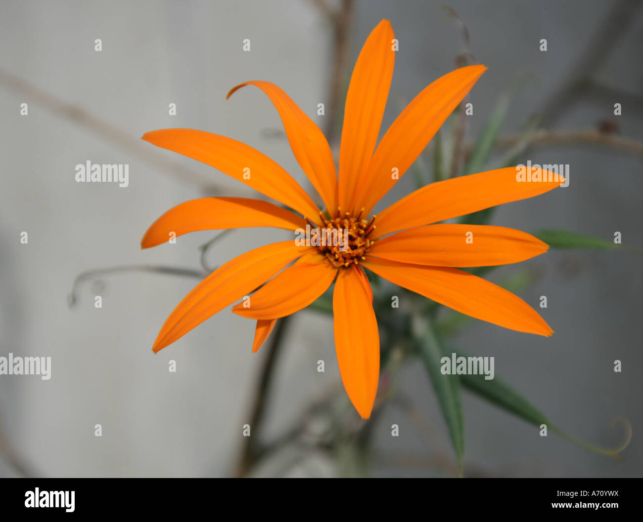 Clavel del campo anaranjado, Mutisia decurrens, Asteraceae. Chile, South Argentina. Stock Photo