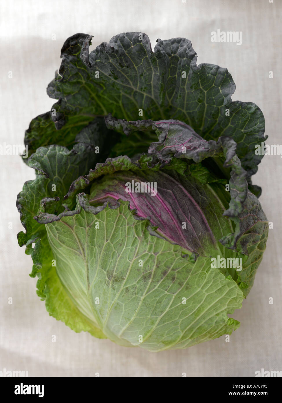 January king cabbage on natural linen high end Hasselblad 61mb
