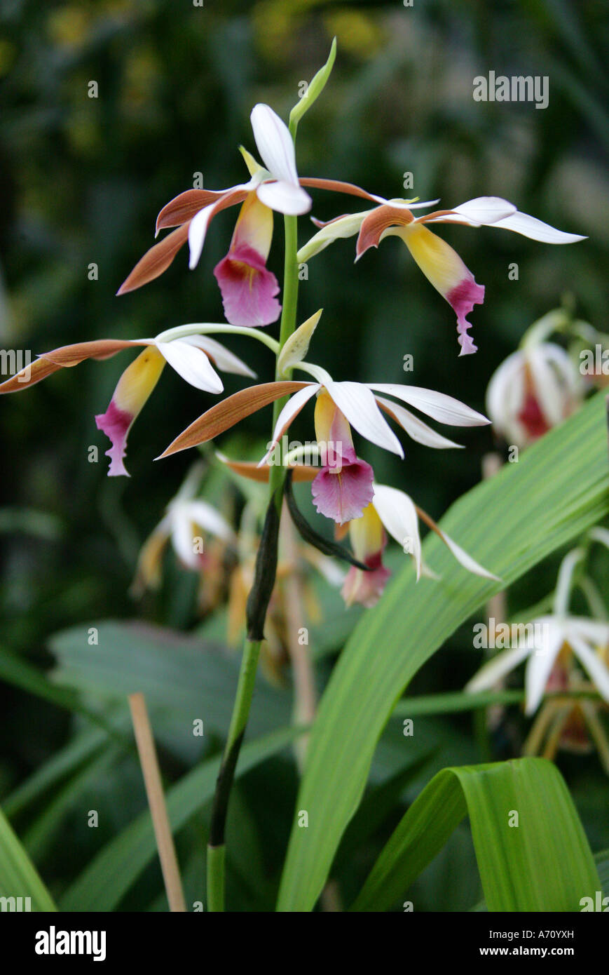 Veiled Nun Orchid, Phaius tankervilleae, Orchidaceae Stock Photo