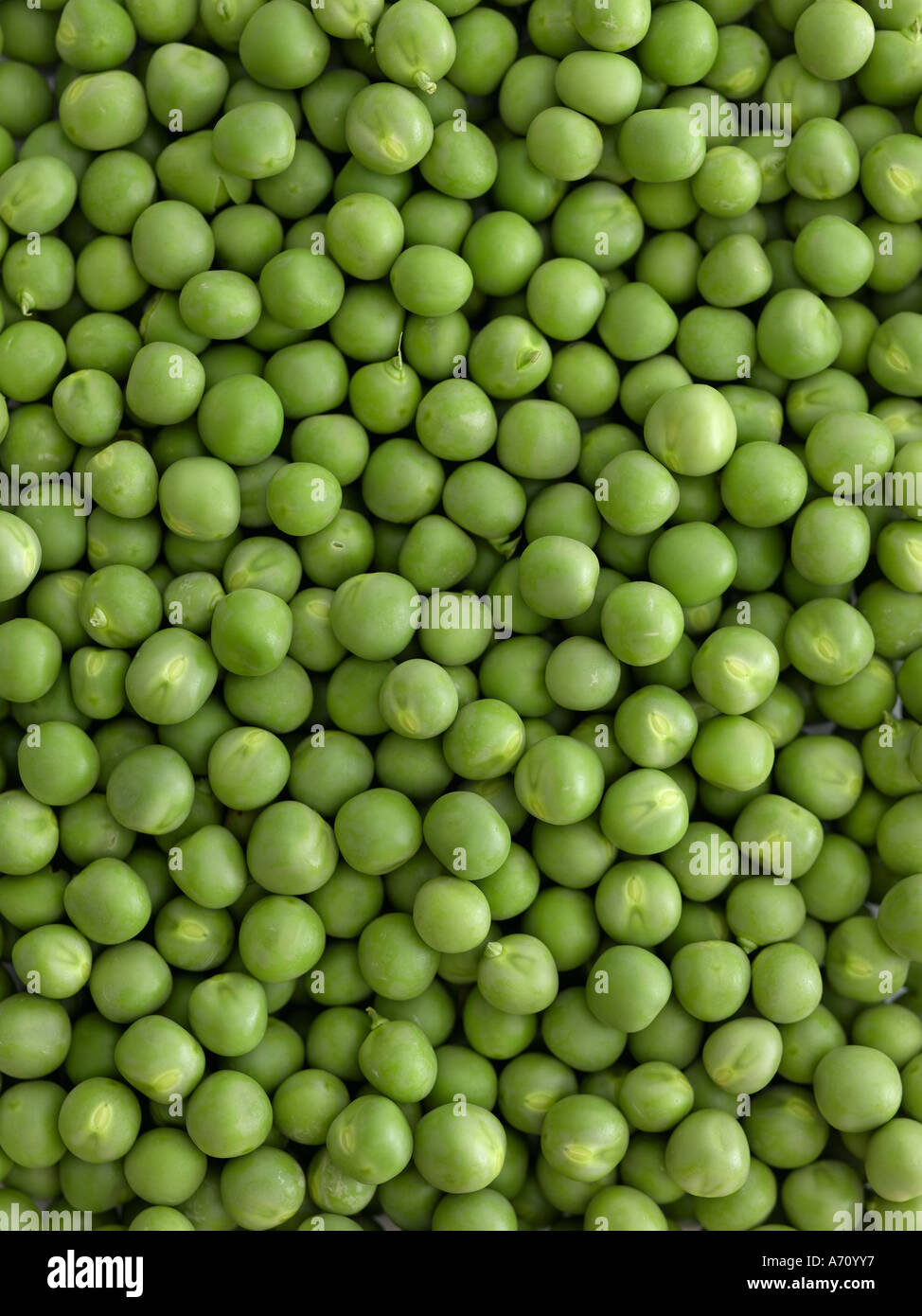 Peas - high end Hasselblad 61mb digital image Stock Photo
