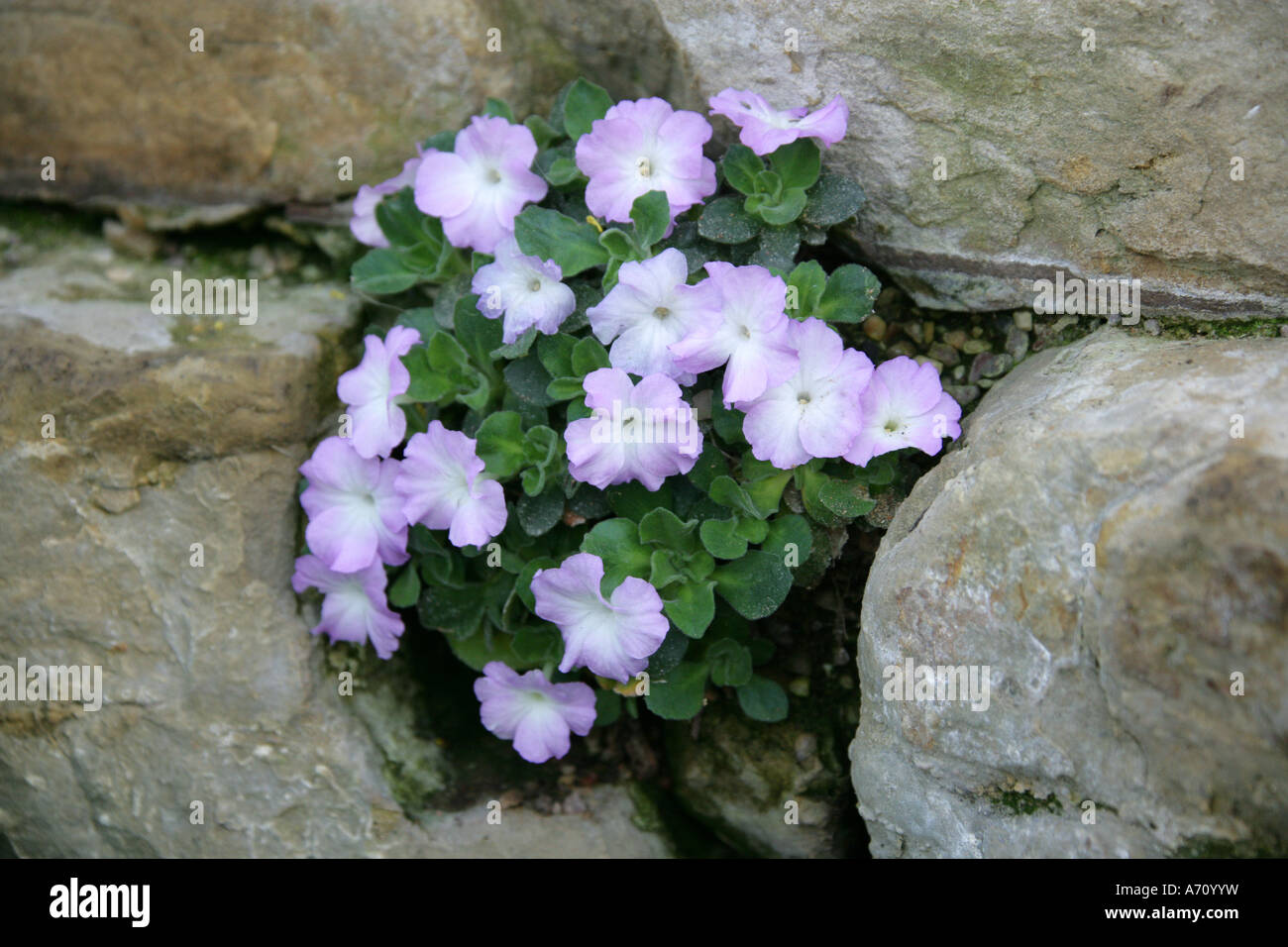 Primula allionii, Primulaceae. Stock Photo