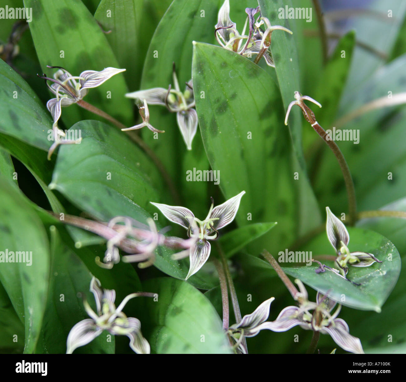 California Fetid Adder's Tongue, Scoliopus bigelovii, Liliaceae (Trilliaceae). California, USA, North America. Stock Photo