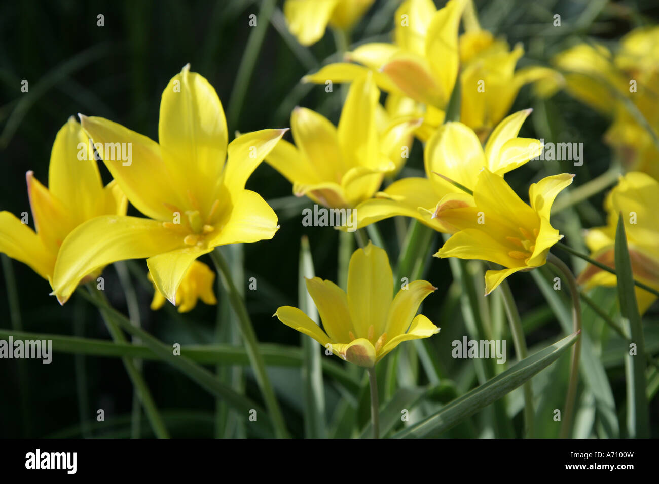 Tulipa Iliensis A Yellow Tulip from Russia and Central Asia Stock Photo